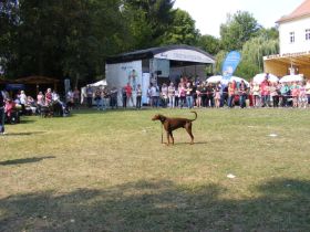 Parkfest2013_11.jpg